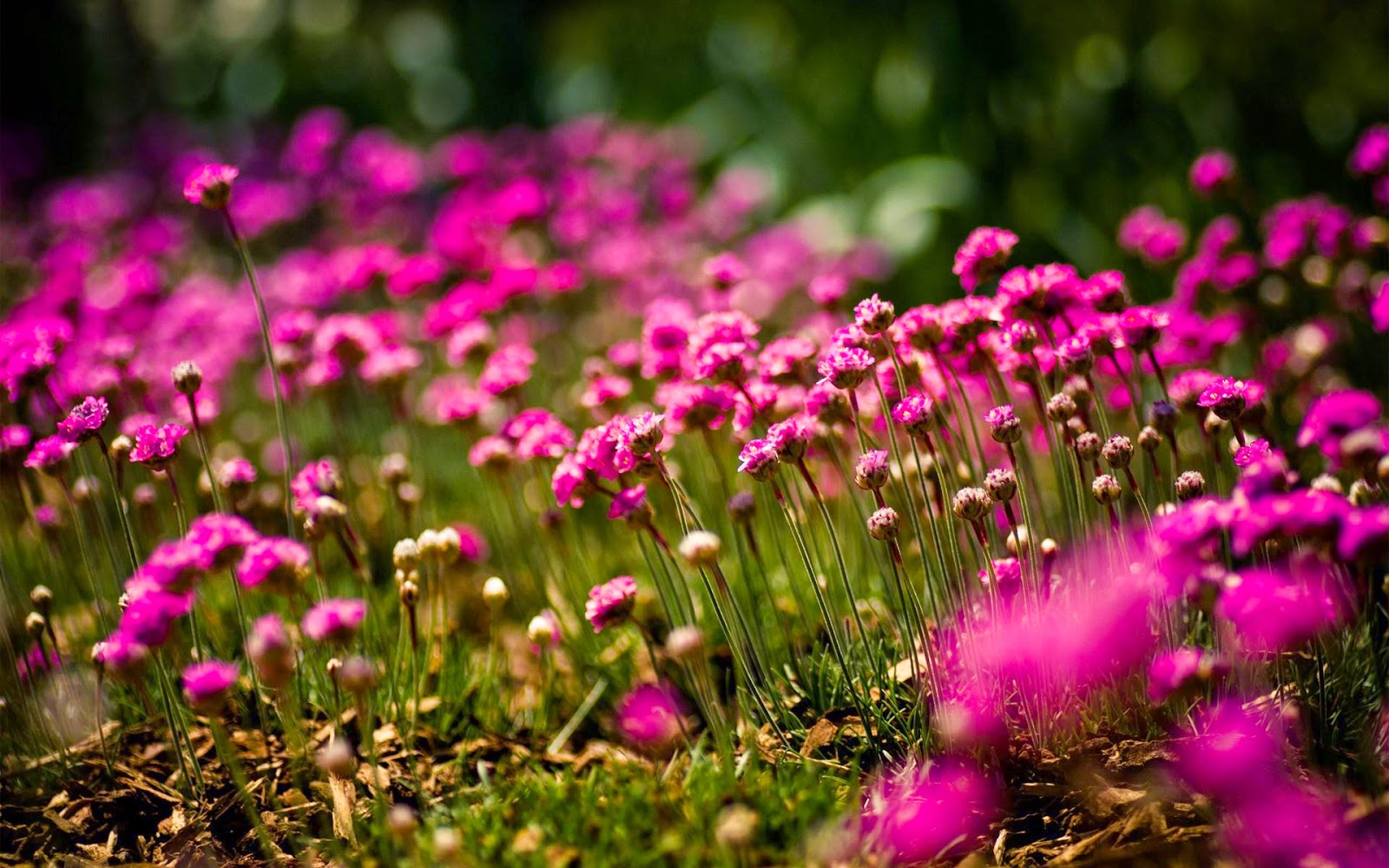Sunny Nature Flowers Field Wallpapers - HD Wallpapers and Images